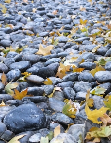 秋叶 卵石图片