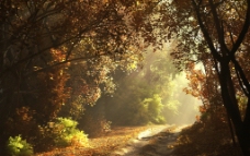 树木秋季清晨小路落叶图片