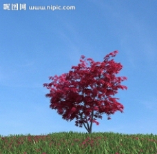 秋季树木模型 红叶图片