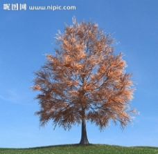 景观设计秋季树木模型红叶图片