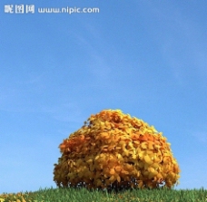 树木树叶秋季树木模型红叶图片