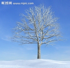 景观设计冬季树木模型树模型图片