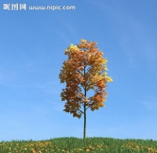 树叶秋季树木模型红叶图片