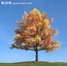 秋季树木模型树模型图片
