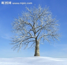 冬季树木模型图片