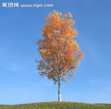 树叶秋季树木模型红叶图片