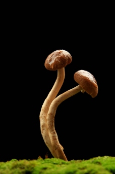 野生图影野生蘑菇摄影图片