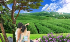 大自然自然风景茶山图片