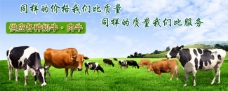 网页模板肉牛奶牛养殖