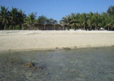 海滩椰林图片