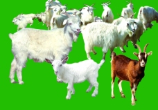 psd源文件各种各样的羊