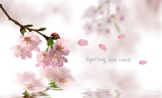spring花朵图片