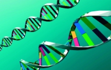 DNA结构图片