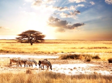 景观水景非洲草原图片