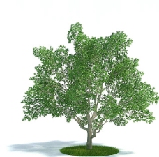 景观设计植物树木景观树木图片