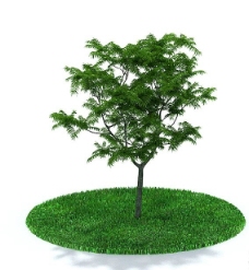 景观设计植物树木图片