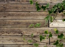 春天海报绿色藤蔓木纹木板背景图片