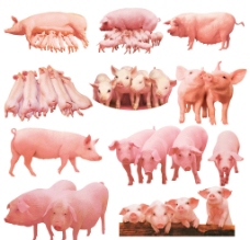 肥猪猪素材图片