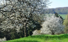 德国樱花谷图片