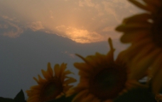 彩云下的向阳花图片