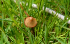野生蘑菇野生小蘑菇图片