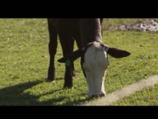 奶牛吃草视频素材
