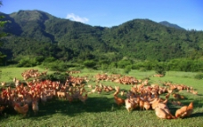树木山中养鸡场美丽风景图图片